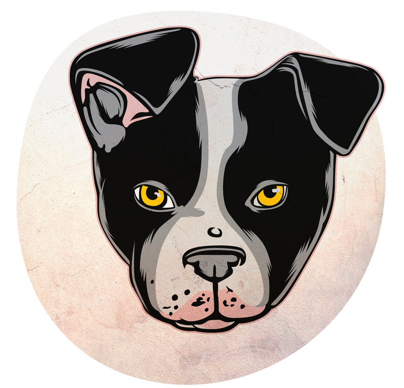 BOSTON TERRIER